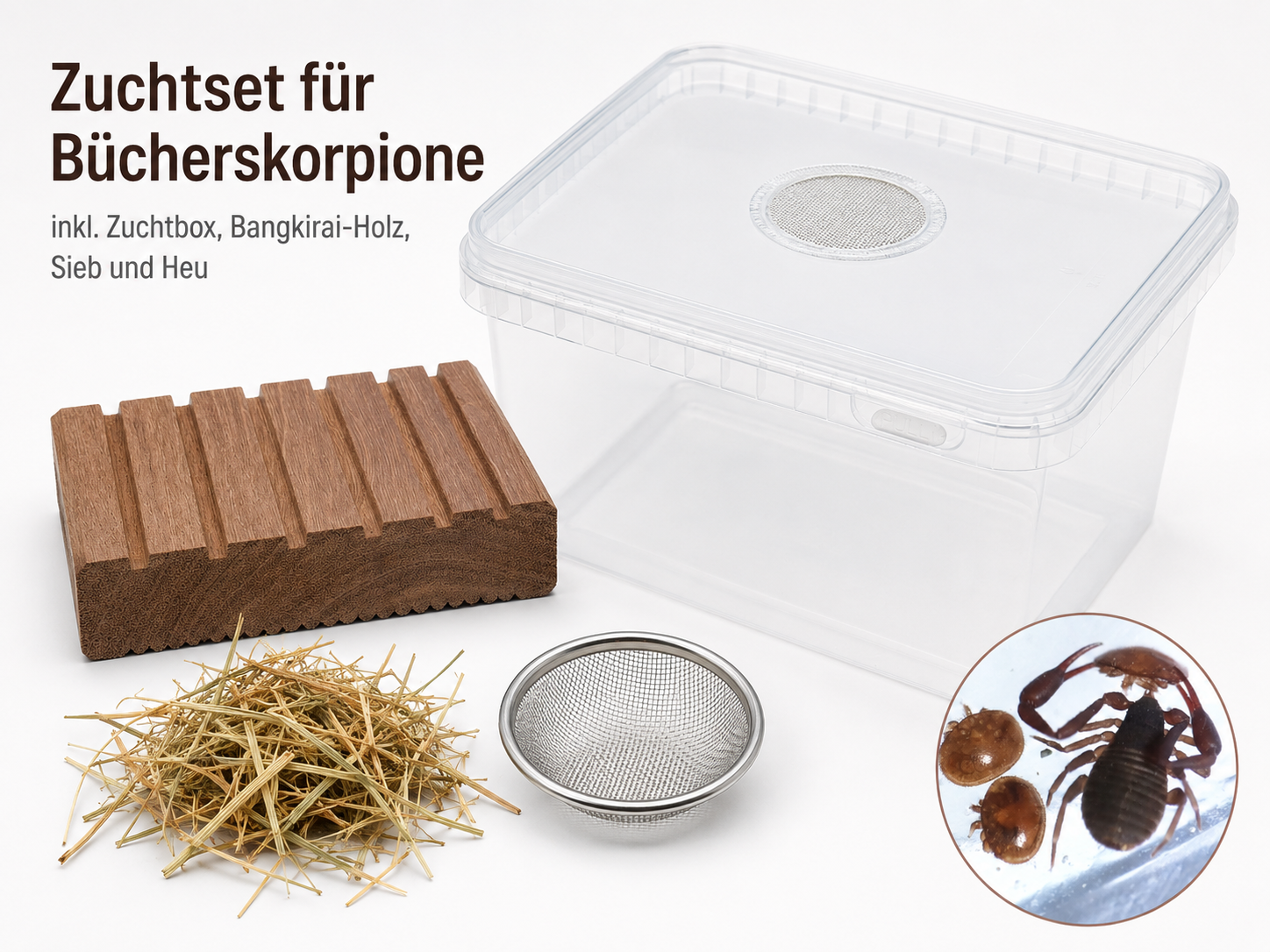 Zuchtset für Bücherskorpione kaufen